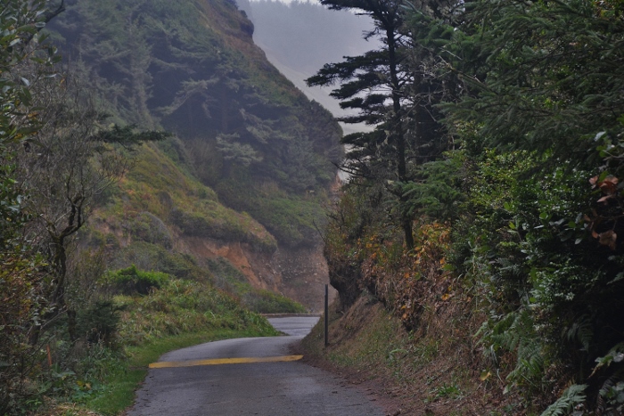 road darkened by trees